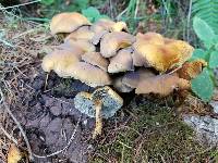 Hypholoma capnoides image