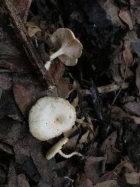 Clitocybe salmonilamella image