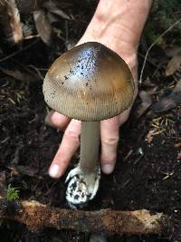 Amanita pachycolea image