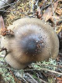 Amanita pachycolea image