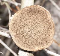 Hexagonia hydnoides image