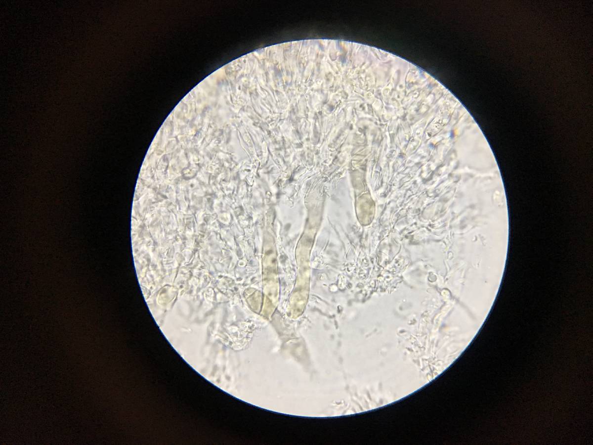 Hyphoderma tenue image