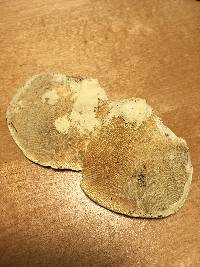 Trametes gibbosa image