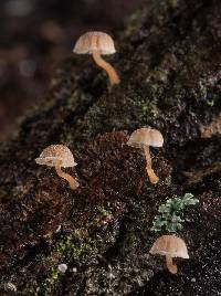 Mycena corticola image