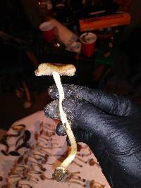 Inocybe grammata image