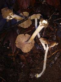 Inocybe grammata image