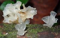 Tremella fuciformis image