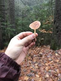 Rhodocollybia butyracea image