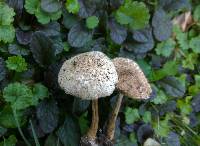 Echinoderma asperum image