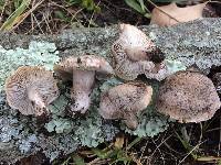 Tricholoma venenatum image