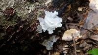 Tremella fuciformis image