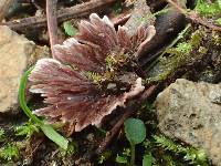 Thelephora terrestris image