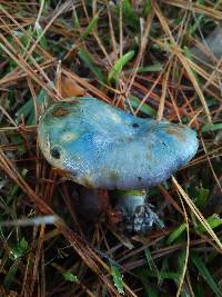 Lactarius paradoxus image