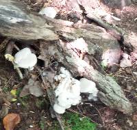Entoloma abortivum image