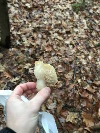 Hygrophorus flavodiscus image