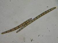 Trichoglossum hirsutum image