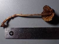 Mycena algeriensis image