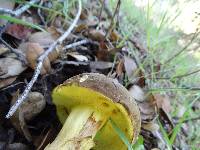 Boletus subtomentosus image