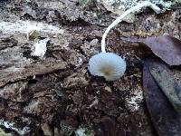 Coprinellus impatiens image