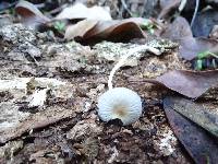 Coprinellus impatiens image