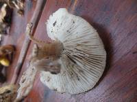 Tricholoma acerbum image