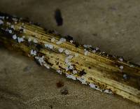 Lachnum virgineum image