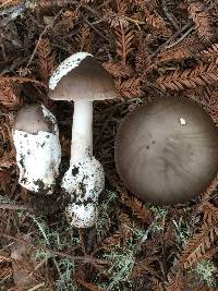 Amanita constricta image