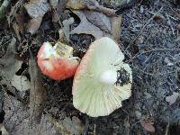 Russula flavisiccans image