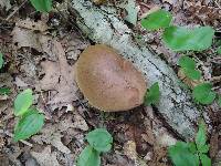 Boletus vermiculosoides image