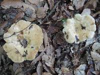 Lactarius psammicola image