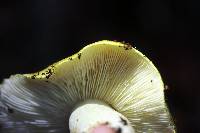 Tricholoma intermedium image