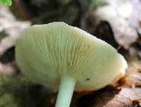 Megacollybia rodmanii image