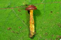 Aureoboletus auriporus image