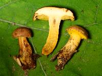 Aureoboletus innixus image