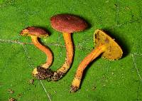 Boletus harrisonii image