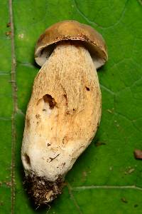 Boletus variipes image