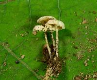 Resinomycena rhododendri image