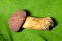 Tylopilus rubrobrunneus image