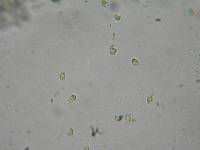 Hohenbuehelia petaloides image