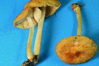 Marasmius strictipes image