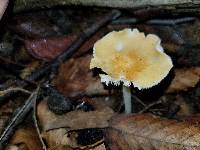 Marasmius strictipes image