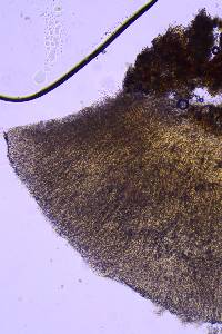 Scytinostroma protrusum image