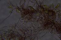 Scytinostroma protrusum image