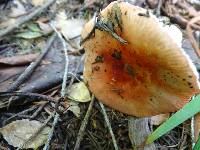 Russula cremoricolor image