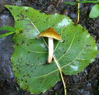 Inocybe squamata image