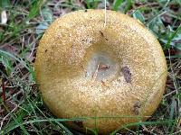 Lactarius chelidonium image