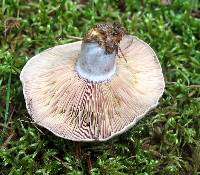 Lactarius paradoxus image