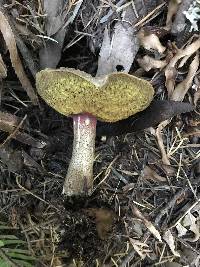 Boletus chrysenteron image