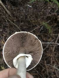 Agaricus hondensis image