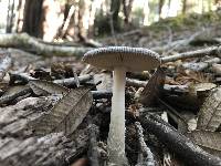 Amanita pachycolea image